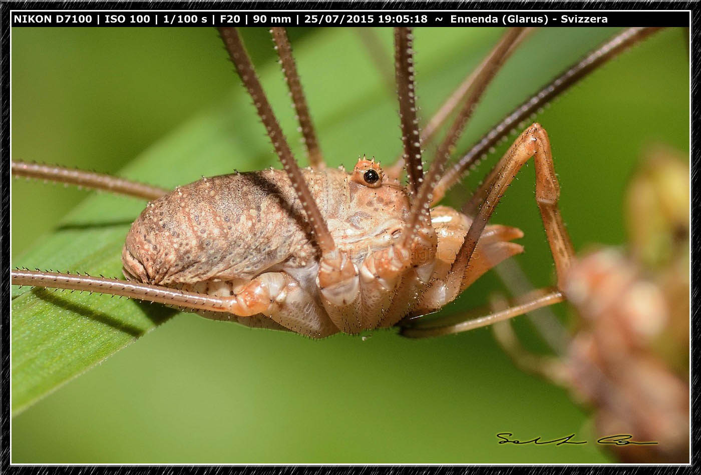 Phalangium opilio  -  Ennenda (Svizzera)